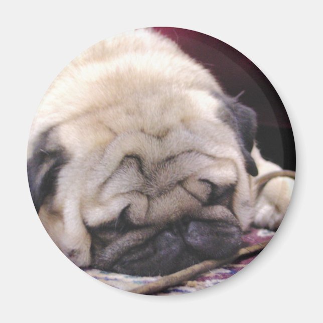 Imán Drowsy Pug Magnet (Frente)