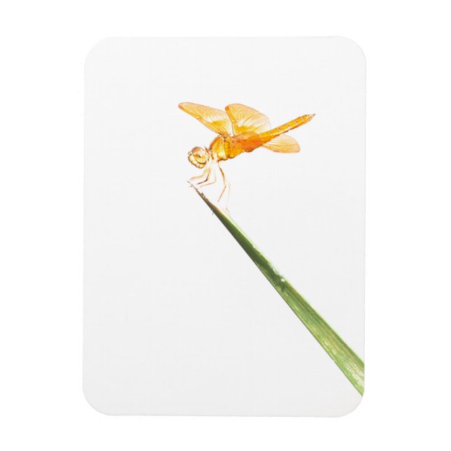 Imán Dryaonus mexicana (Vertical)