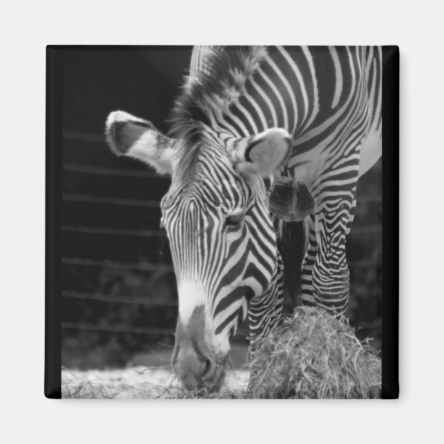 Imán DSC01614 a (Frente)