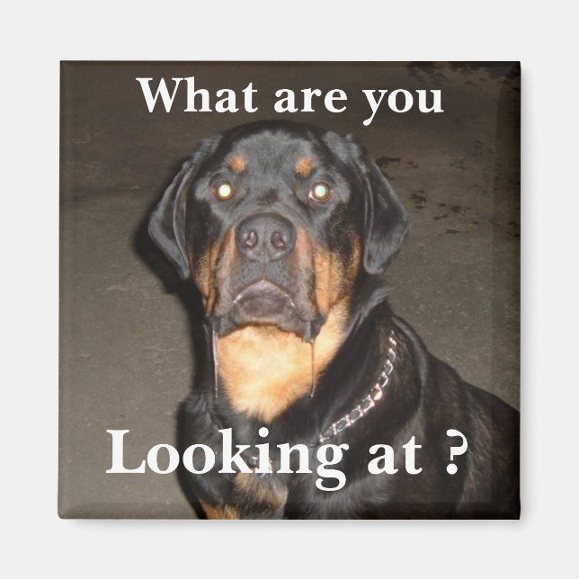 Imán DSCF0490, ¿Qué estás mirando? (Frente)