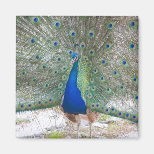 Imán Dubrovnik, Croacia, Isla Lokrum, colorido