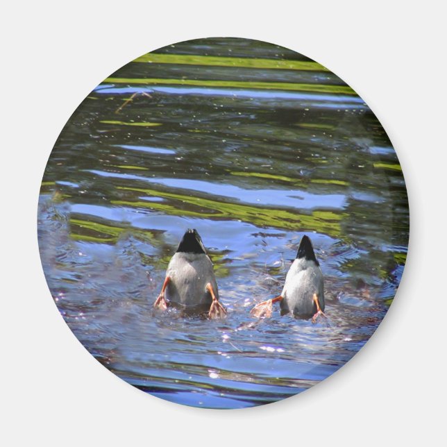 Imán Duck Butts (Frente)