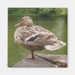 Imán Duck Magnet
