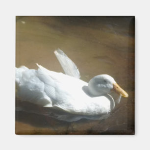 Imán Duck Magnet