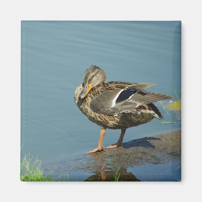 Imán Duck Magnet (Frente)