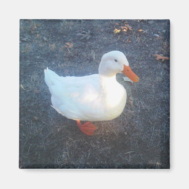 Imán Duck Magnet (Frente)