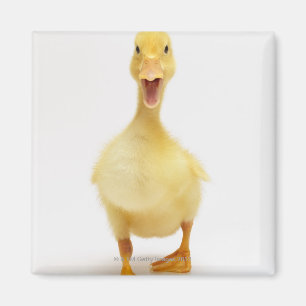 Imán Duckling