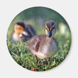 Imán Duckling