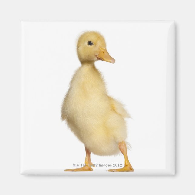 Imán Duckling (1 semana de edad) (Frente)