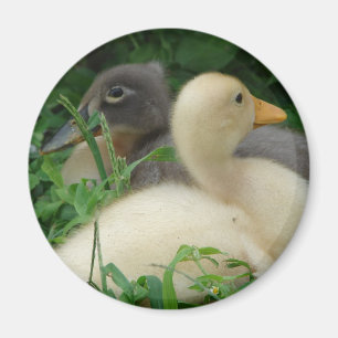 Imán Ducklings