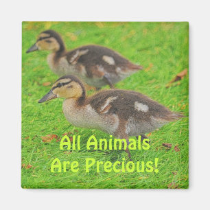 Imán Ducklings Animal Lovers Wildlife Art Magnets