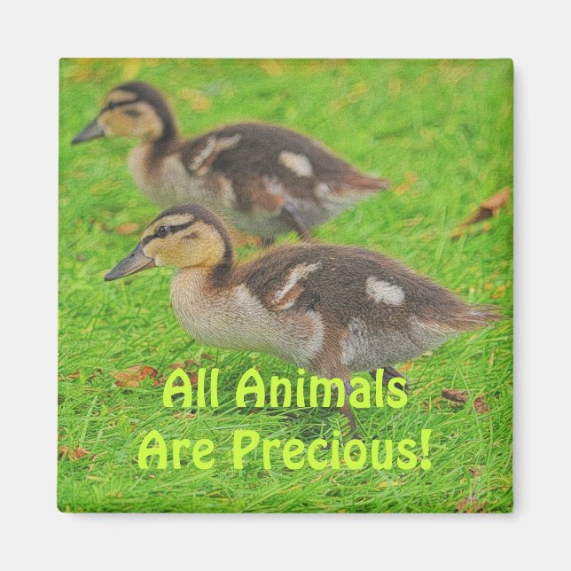 Imán Ducklings Animal Lovers Wildlife Art Magnets (Frente)