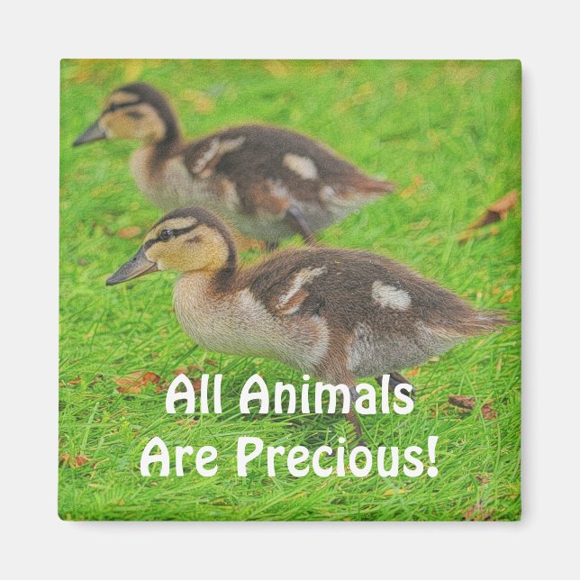 Imán Ducklings Animal Lovers Wildlife Art Magnets (Frente)