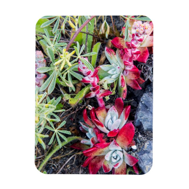 Imán Dudleya costera en Point Reyes National Seashore (Vertical)