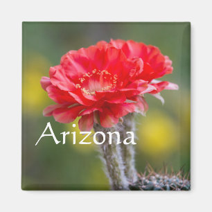 Imán Duet de Firelight cactus flower, Arizona