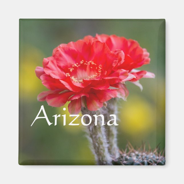 Imán Duet de Firelight cactus flower, Arizona (Frente)