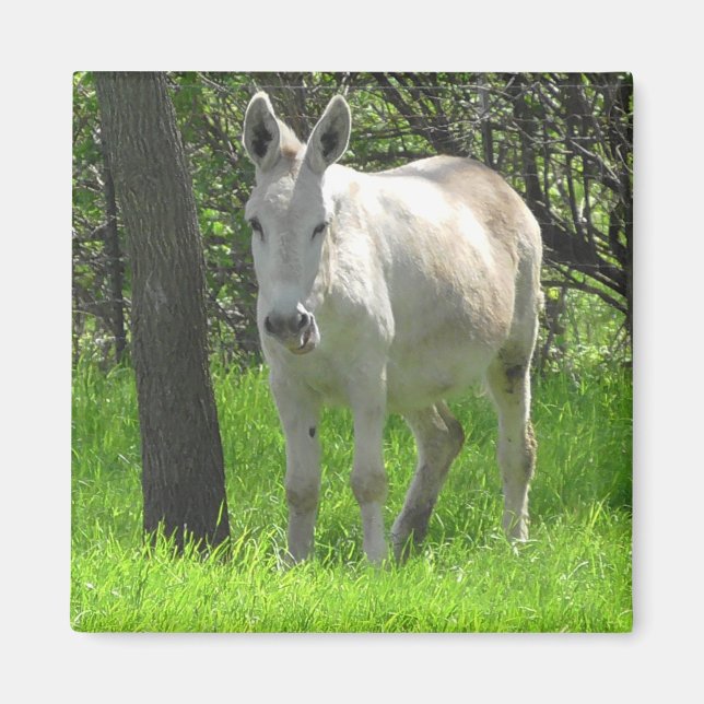Imán Dulce burro blanco por fotografía de árbol (Frente)