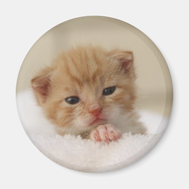 Imán Dulce cachorro (Frente)