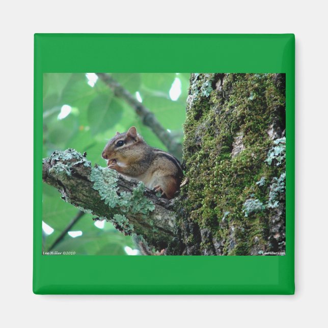 Imán Dulce Chipmunk en ropa de árbol y regalos (Frente)
