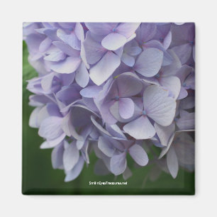 Imán dulce de la foto de la flor del Hydrangea -