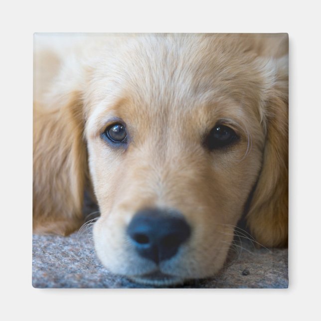 Imán Dulce, Dulce Cachorro (Frente)