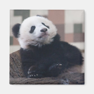 Imán Dulce Giant Panda Baby