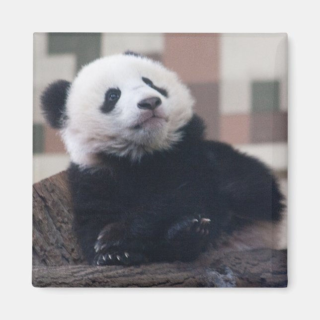 Imán Dulce Giant Panda Baby (Frente)