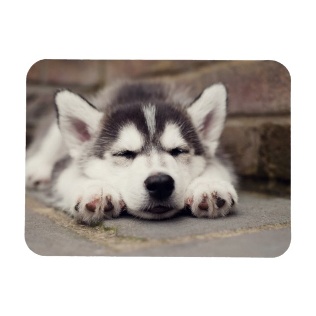 Imán Dulce Husky Cachorro Siberiano Dormido (Horizontal)