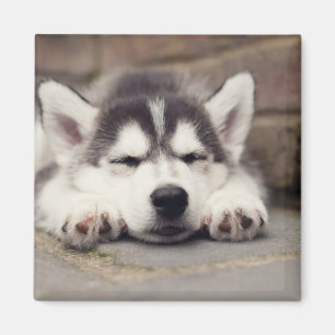 Imán Dulce Husky Cachorro Siberiano Dormido