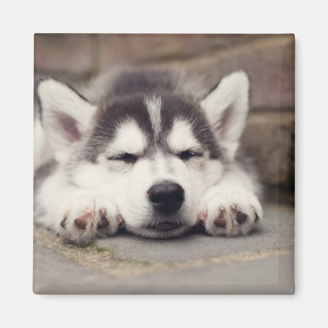 Imán Dulce Husky Cachorro Siberiano Dormido (Frente)
