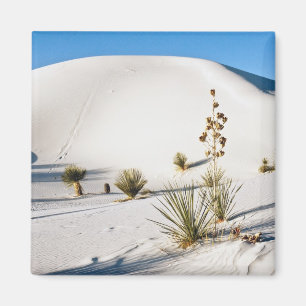 Imán Dunas transversales y Yucca Soaptree