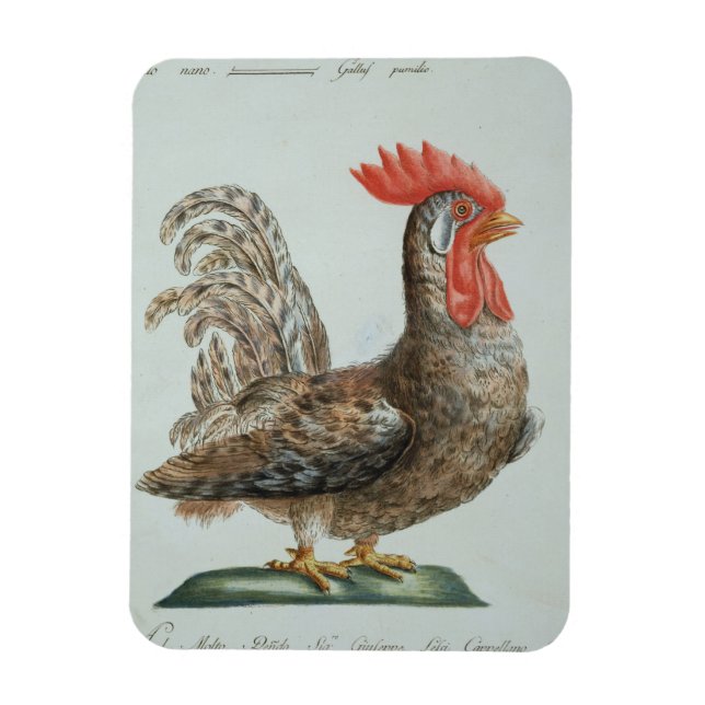 Imán Dwarf Cockerel, c.1767-76 (grabado a mano) (Vertical)