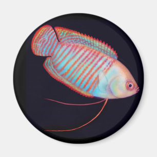Imán Dwarf Gourami Tropical Fish Magnet