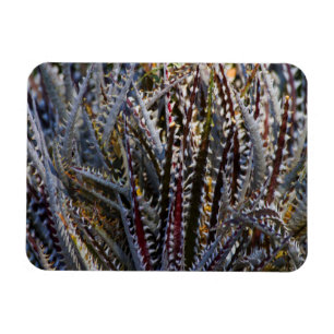 Imán Dyckia delicia