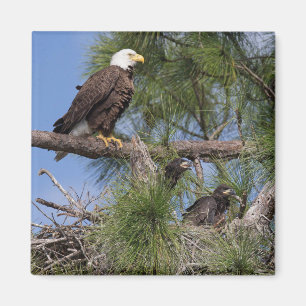 Imán E10 y E11 Magnet