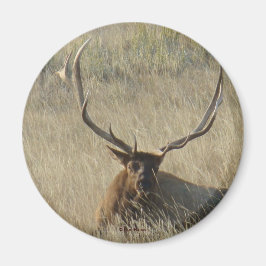 Imán E25 Alce de toro en hierba