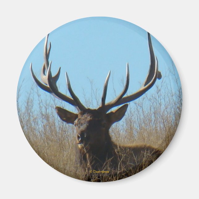 Imán E26 Alce toro en malezas (Frente)