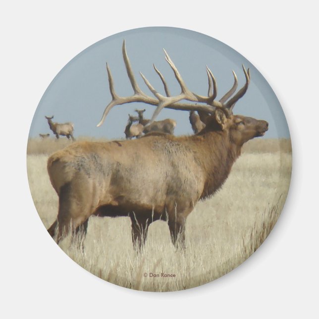 Imán E4 Bull Elk Herd Master (Frente)