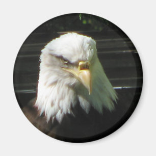 Imán Eagle calvo