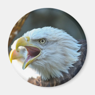 Imán Eagle calvo