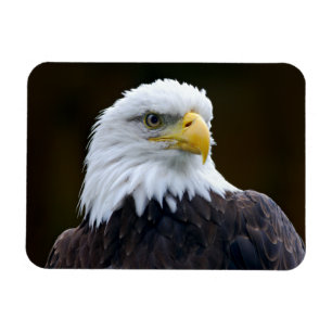 Imán Eagle calvo americano