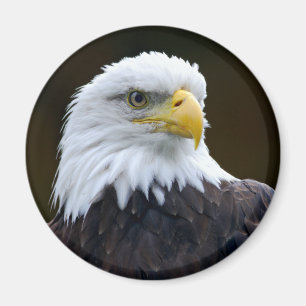Imán Eagle calvo americano