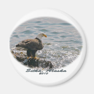 Imán Eagle calvo en la playa