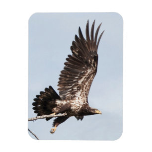 Imán Eagle calvo no maduro en vuelo