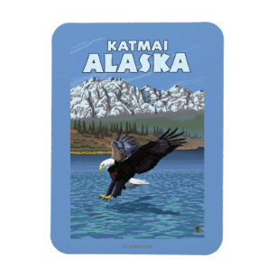 Imán Eagle calvo que se zambulle - Katmai, Alaska