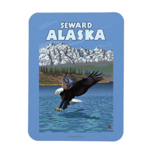 Imán Eagle calvo que se zambulle - Seward, Alaska