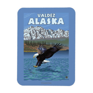 Imán Eagle calvo que se zambulle - Valdez, Alaska