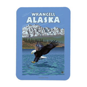 Imán Eagle calvo que se zambulle - Wrangell, Alaska