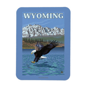 Imán Eagle calvo que se zambulle - Wyoming