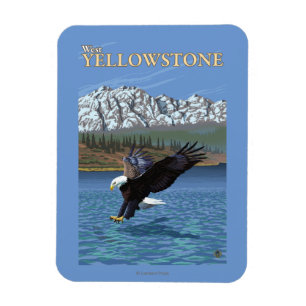 Imán Eagle calvo que se zambulle - Yellowstone del